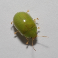 Paropsides calypso at Wellington Point, QLD - suppressed