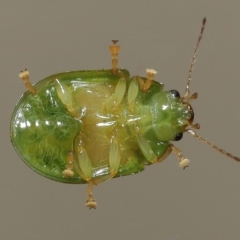 Paropsides calypso at Wellington Point, QLD - suppressed