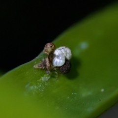 Hemerobiidae sp. (family) at Hornsby Heights, NSW - 18 Mar 2023 by KorinneM