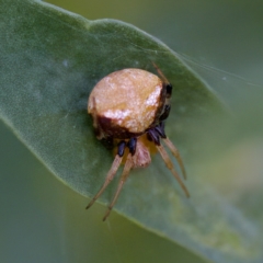 Araneus albotriangulus (White-triangle orb weaver) at Hornsby Heights, NSW - 18 Mar 2023 by KorinneM