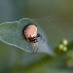 Araneus albotriangulus at Hornsby Heights, NSW - suppressed