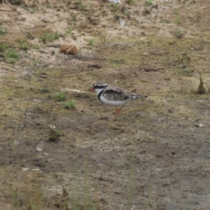 Charadrius melanops at Strathnairn, ACT - 20 Mar 2023 11:20 AM