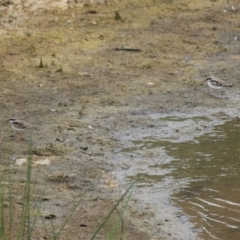 Charadrius melanops at Strathnairn, ACT - 20 Mar 2023 11:20 AM