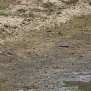 Charadrius melanops at Strathnairn, ACT - 20 Mar 2023 11:20 AM