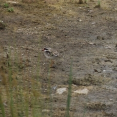 Charadrius melanops at Strathnairn, ACT - 20 Mar 2023