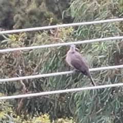 Spilopelia chinensis (Spotted Dove) at Latham, ACT - 11 Mar 2023 by aquilaaudax