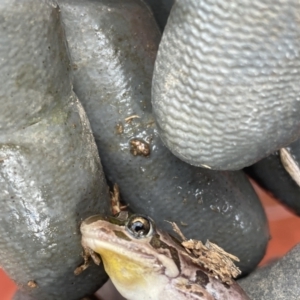 Limnodynastes tasmaniensis at Belconnen, ACT - 5 Mar 2023 10:30 AM