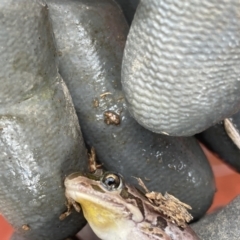 Limnodynastes tasmaniensis (Spotted Grass Frog) at Flea Bog Flat to Emu Creek Corridor - 4 Mar 2023 by debracupitt