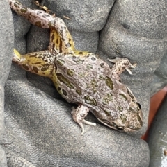 Limnodynastes tasmaniensis at Belconnen, ACT - 5 Mar 2023