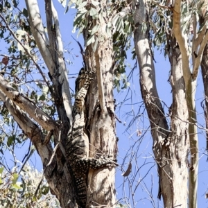 Varanus varius at Yass River, NSW - 18 Mar 2023