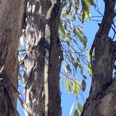 Varanus varius at Yass River, NSW - 18 Mar 2023