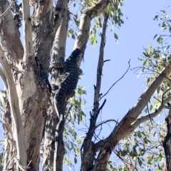 Varanus varius at Yass River, NSW - 18 Mar 2023