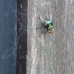 Amenia leonina group (albomaculata-leonina species group) (Yellow-headed Blowfly) at QPRC LGA - 19 Mar 2023 by Rojack