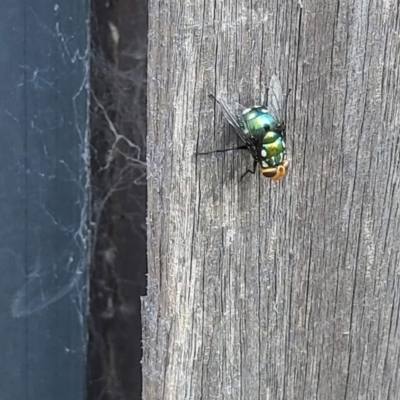 Amenia leonina group (albomaculata-leonina species group) (Yellow-headed Blowfly) at Jinden, NSW - 19 Mar 2023 by Rojack