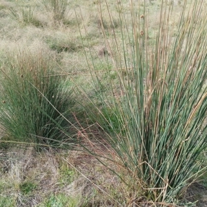 Juncus filicaulis at Jerrabomberra, ACT - 21 Mar 2023 10:39 AM