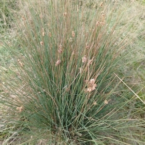 Juncus filicaulis at Jerrabomberra, ACT - 21 Mar 2023 10:39 AM