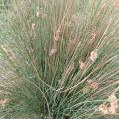 Juncus filicaulis at Jerrabomberra, ACT - 21 Mar 2023 10:39 AM