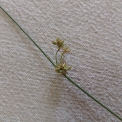 Juncus filicaulis at Jerrabomberra, ACT - 21 Mar 2023 10:39 AM