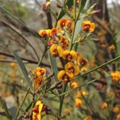 Daviesia leptophylla (Slender Bitter Pea) at Bruce, ACT - 30 Oct 2022 by MichaelBedingfield