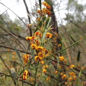 Daviesia leptophylla at Bruce, ACT - 30 Oct 2022