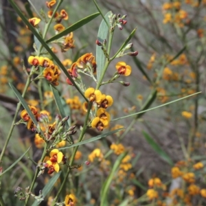 Daviesia leptophylla at Bruce, ACT - 30 Oct 2022