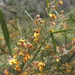 Daviesia leptophylla at Bruce, ACT - 30 Oct 2022