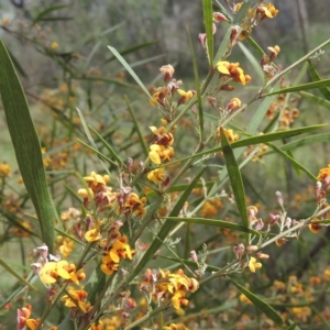 Daviesia leptophylla at Bruce, ACT - 30 Oct 2022