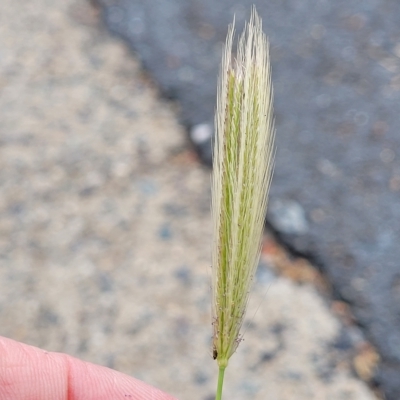 Chloris virgata (Feathertop Rhodes Grass) at Holt, ACT - 21 Mar 2023 by trevorpreston