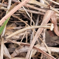 Archimantis sp. (genus) (Large Brown Mantis) at Molonglo Valley, ACT - 21 Mar 2023 by trevorpreston