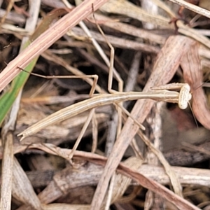 Archimantis sp. (genus) at Belconnen, ACT - 21 Mar 2023