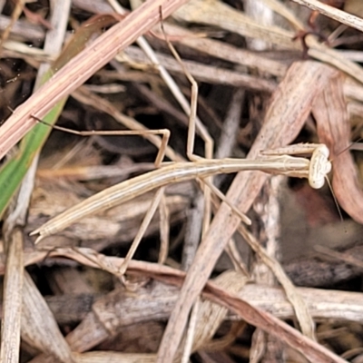 Archimantis sp. (genus) (Large Brown Mantis) at Molonglo Valley, ACT - 21 Mar 2023 by trevorpreston