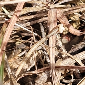 Archimantis sp. (genus) at Belconnen, ACT - 21 Mar 2023