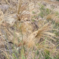 Chloris gayana (Rhodes Grass) at Molonglo Valley, ACT - 21 Mar 2023 by trevorpreston