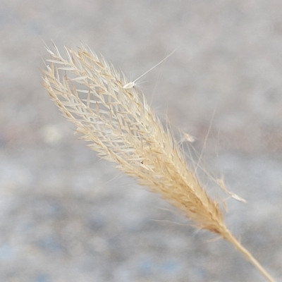Chloris virgata (Feathertop Rhodes Grass) at Weetangera, ACT - 21 Mar 2023 by trevorpreston