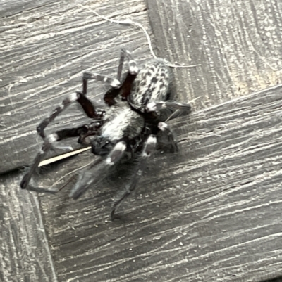 Badumna (genus) (Lattice-web spider) at Braddon, ACT - 21 Mar 2023 by Hejor1