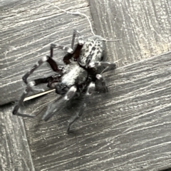Badumna sp. (genus) (Lattice-web spider) at Braddon, ACT - 20 Mar 2023 by Hejor1