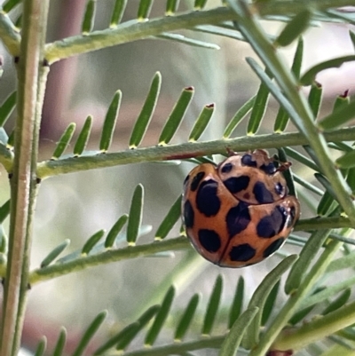 Harmonia conformis (Common Spotted Ladybird) at Campbell, ACT - 21 Mar 2023 by Hejor1