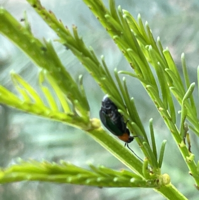 Galerucini sp. (tribe) (A galerucine leaf beetle) at Mount Pleasant - 20 Mar 2023 by Hejor1