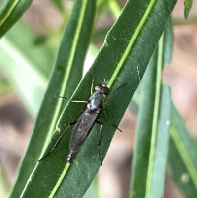 Therevidae (family) (Unidentified stiletto fly) at Mount Pleasant - 20 Mar 2023 by Hejor1