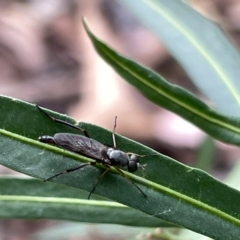 Therevidae (family) at Campbell, ACT - 21 Mar 2023 10:21 AM