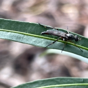 Therevidae (family) at Campbell, ACT - 21 Mar 2023