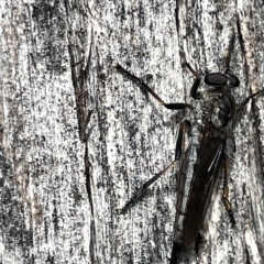 Cerdistus sp. (genus) (Yellow Slender Robber Fly) at Mount Ainslie to Black Mountain - 20 Mar 2023 by Hejor1