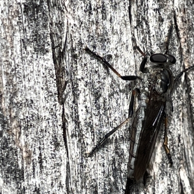 Cerdistus sp. (genus) (Slender Robber Fly) at Campbell, ACT - 21 Mar 2023 by Hejor1