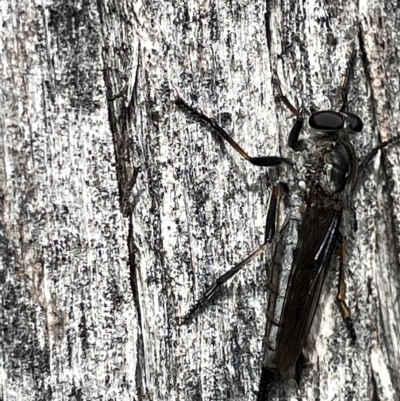 Cerdistus sp. (genus) (Slender Robber Fly) at Campbell, ACT - 20 Mar 2023 by Hejor1