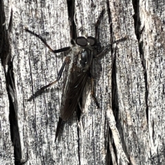 Cerdistus sp. (genus) at Campbell, ACT - 21 Mar 2023