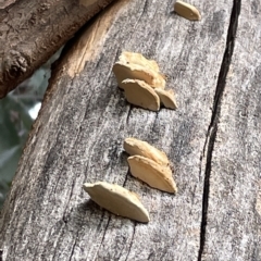 Truncospora ochroleuca at Mount Ainslie to Black Mountain - 20 Mar 2023 by Hejor1