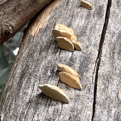 Truncospora ochroleuca at Mount Ainslie to Black Mountain - 20 Mar 2023 by Hejor1