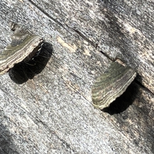 zz Polypore (shelf/hoof-like) at Campbell, ACT - 21 Mar 2023