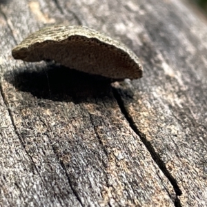 zz Polypore (shelf/hoof-like) at Campbell, ACT - 21 Mar 2023