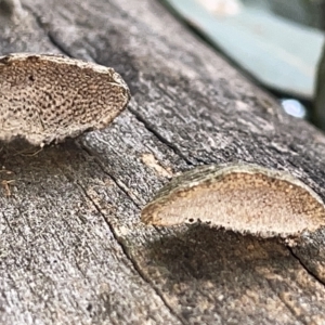 zz Polypore (shelf/hoof-like) at Campbell, ACT - 21 Mar 2023